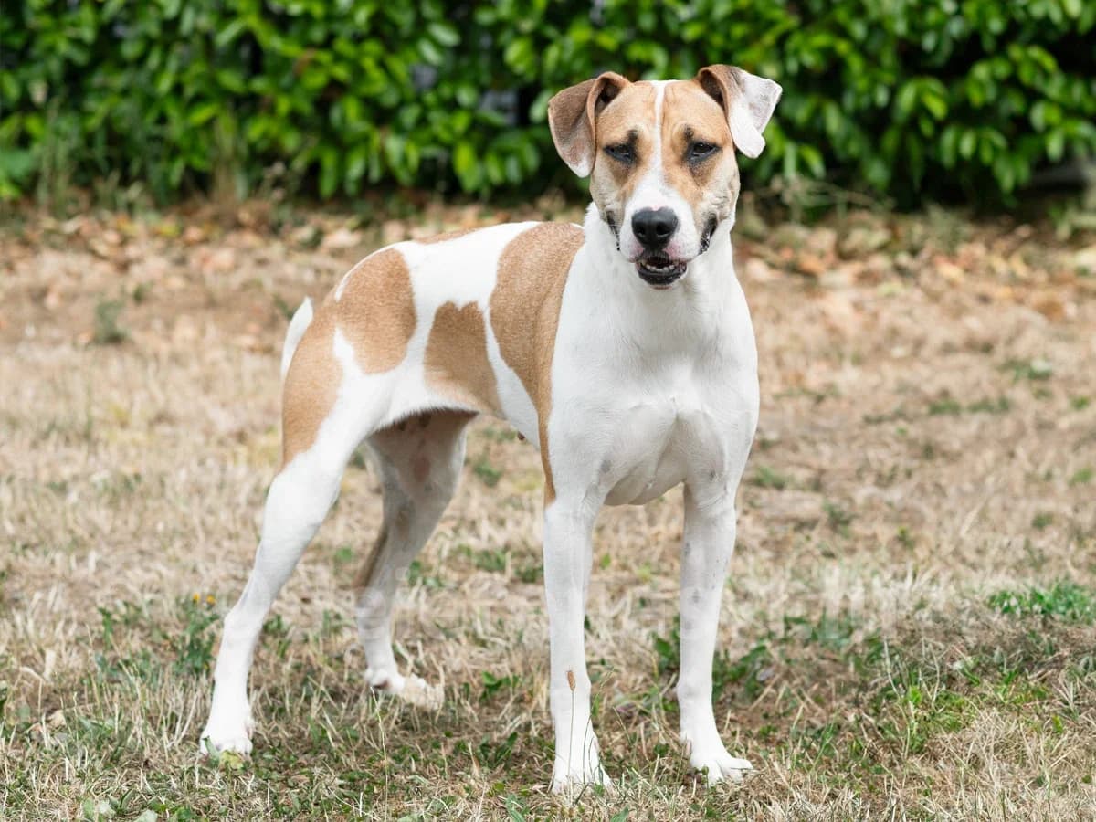 CHUPA, female 3yo Labrador Retriever for adoption at Déierenasyl Luxembourg, Gasperich, Luxembourg City
