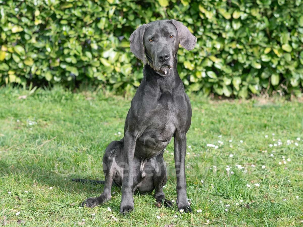 DALTON, male 6yo Weimaraner for adoption at Déierenasyl Luxembourg, Gasperich, Luxembourg City