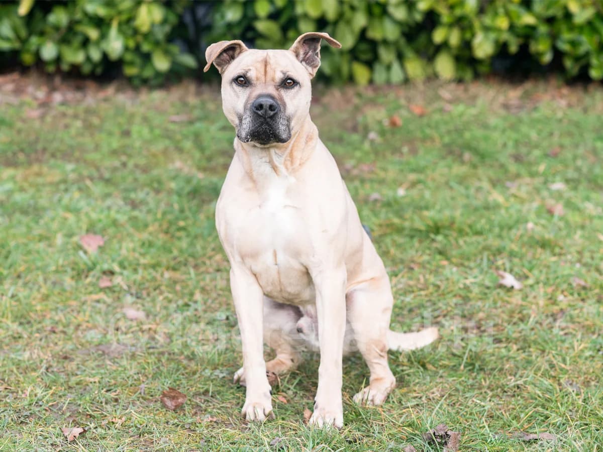 Devon, male senior American Staffordshire Terrier for adoption at Déierenasyl Luxembourg, Gasperich, Luxembourg City
