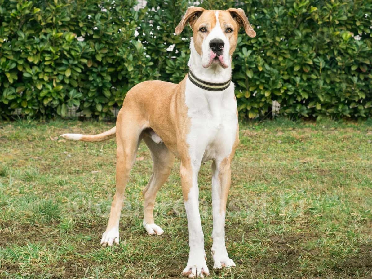 Djinn, male 6yo Great Dane for adoption at Déierenasyl Luxembourg, Gasperich, Luxembourg City