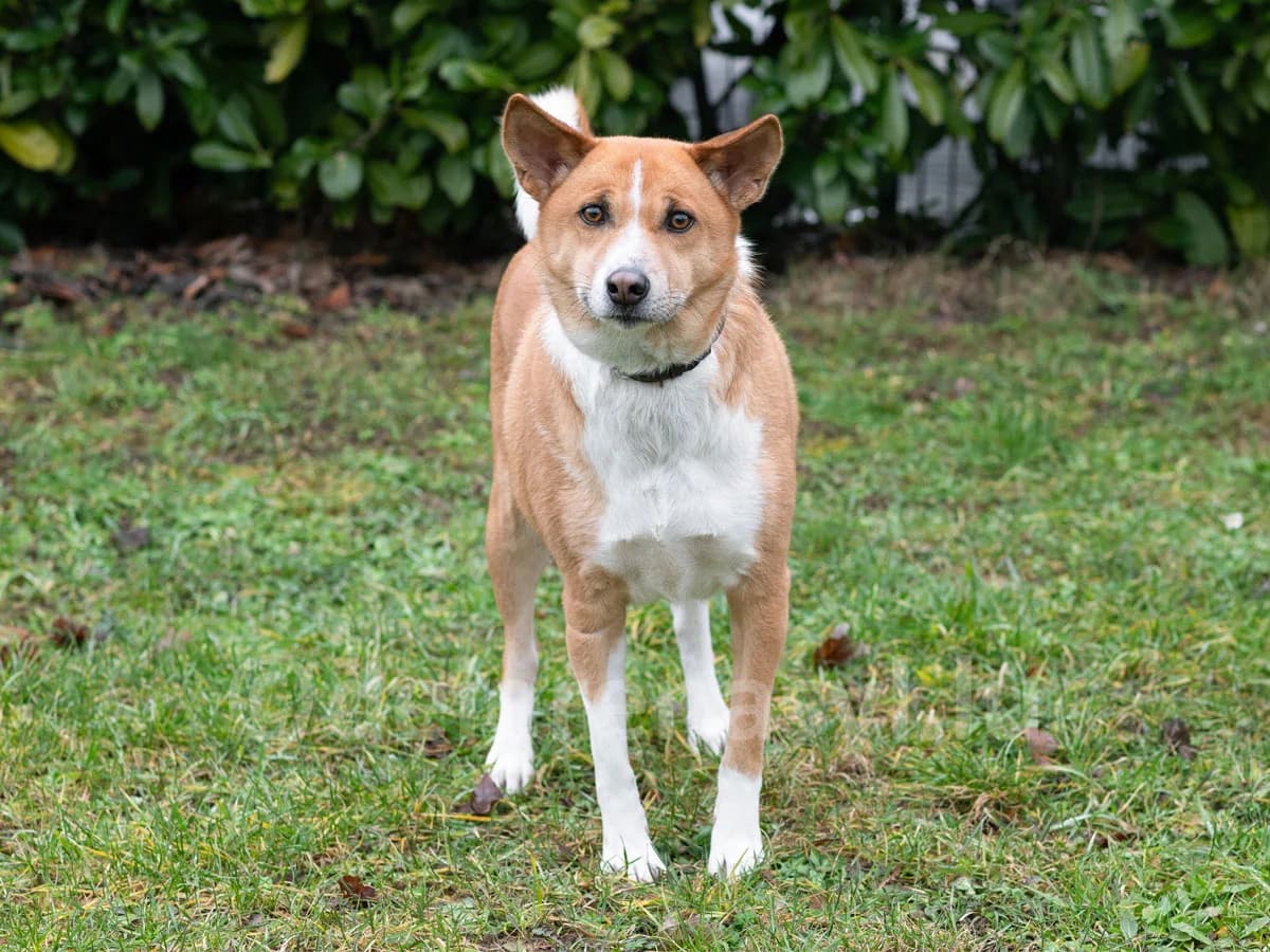 DONALD, male 4yo mixed breed for adoption at Déierenasyl Luxembourg, Gasperich, Luxembourg City
