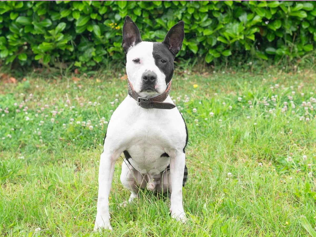 ERNIE, male 7yo American Staffordshire Terrier for adoption at Déierenasyl Luxembourg, Gasperich, Luxembourg City