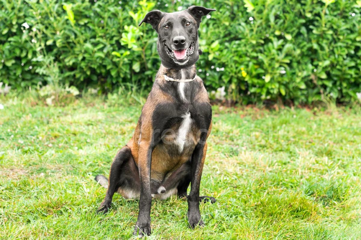 Fenix, male 7yo Belgian Malinois for adoption at Déierenasyl Luxembourg, Gasperich, Luxembourg City