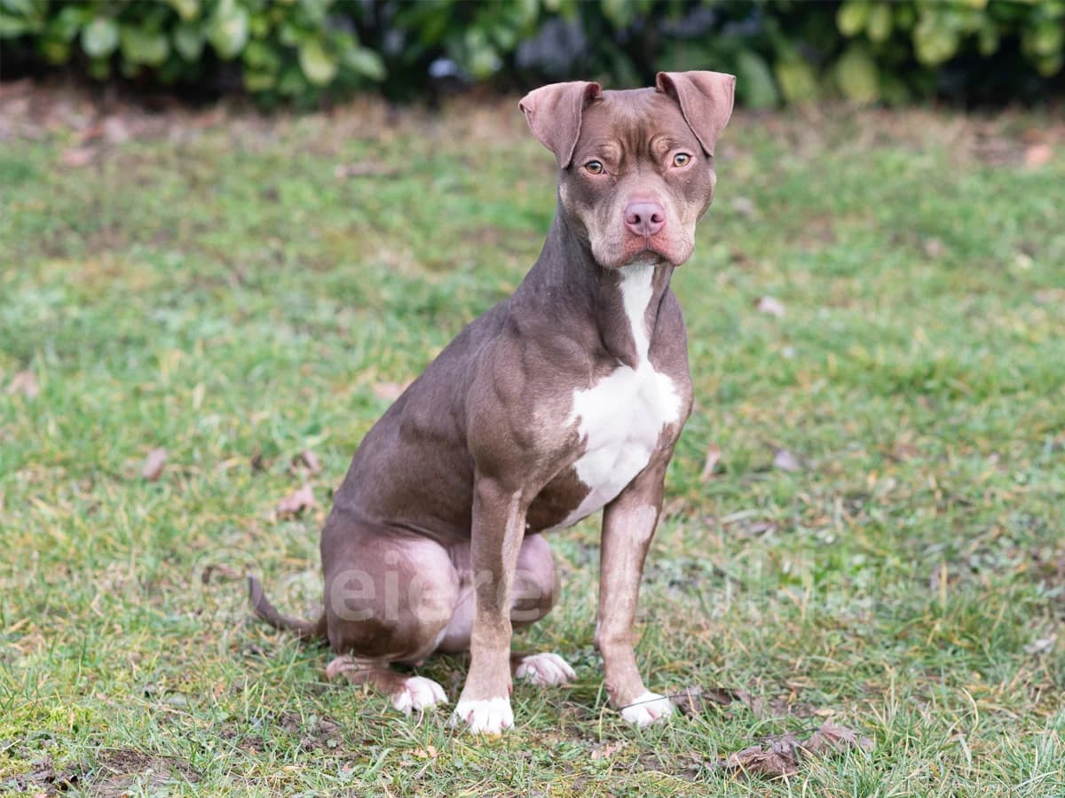 FROGGIE, female young American Staffordshire Terrier for adoption at Déierenasyl Luxembourg, Gasperich, Luxembourg City