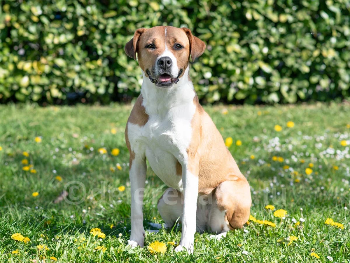 GABBY, female 6yo Saint Bernard for adoption at Déierenasyl Luxembourg, Gasperich, Luxembourg City