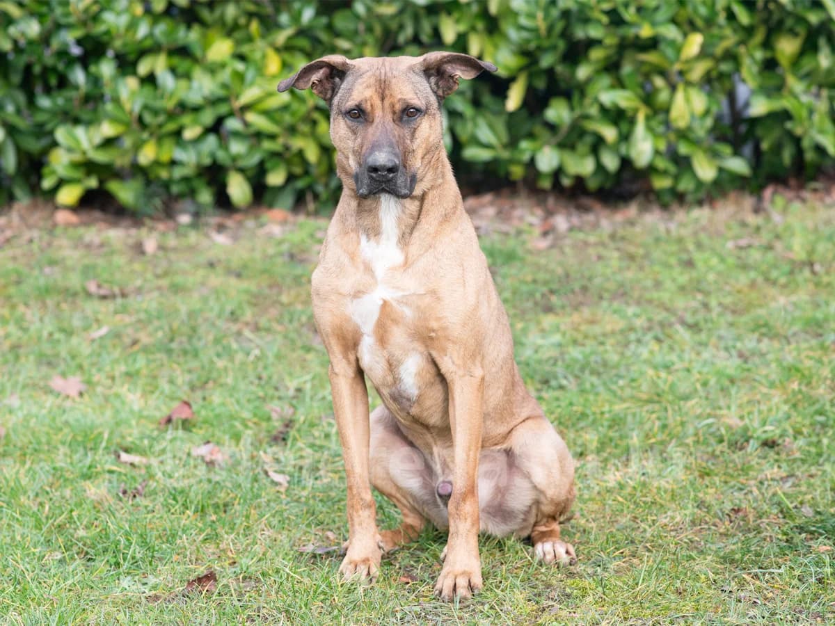 Gibson, male 7yo mixed breed for adoption at Déierenasyl Luxembourg, Gasperich, Luxembourg City