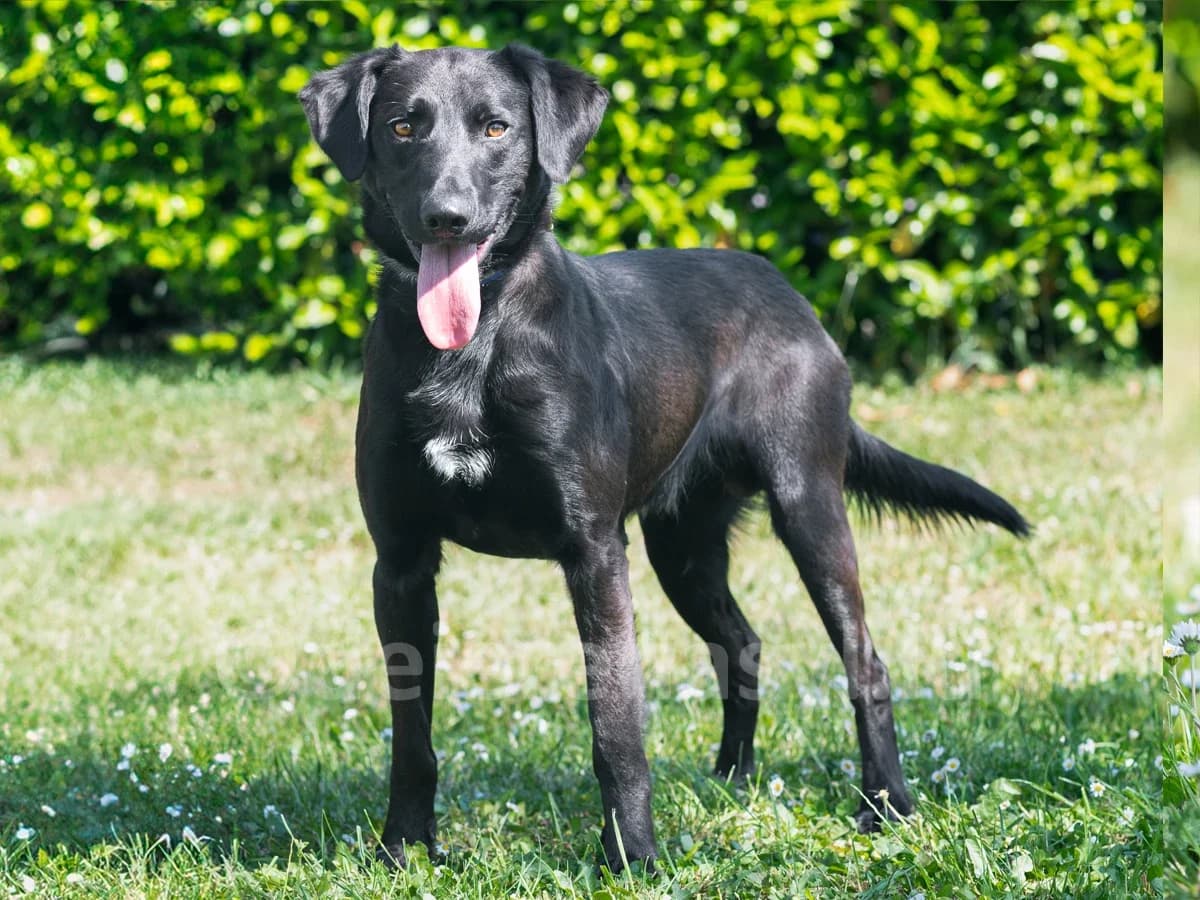 GONZALEZ, male 3yo Labrador Retriever for adoption at Déierenasyl Luxembourg, Gasperich, Luxembourg City