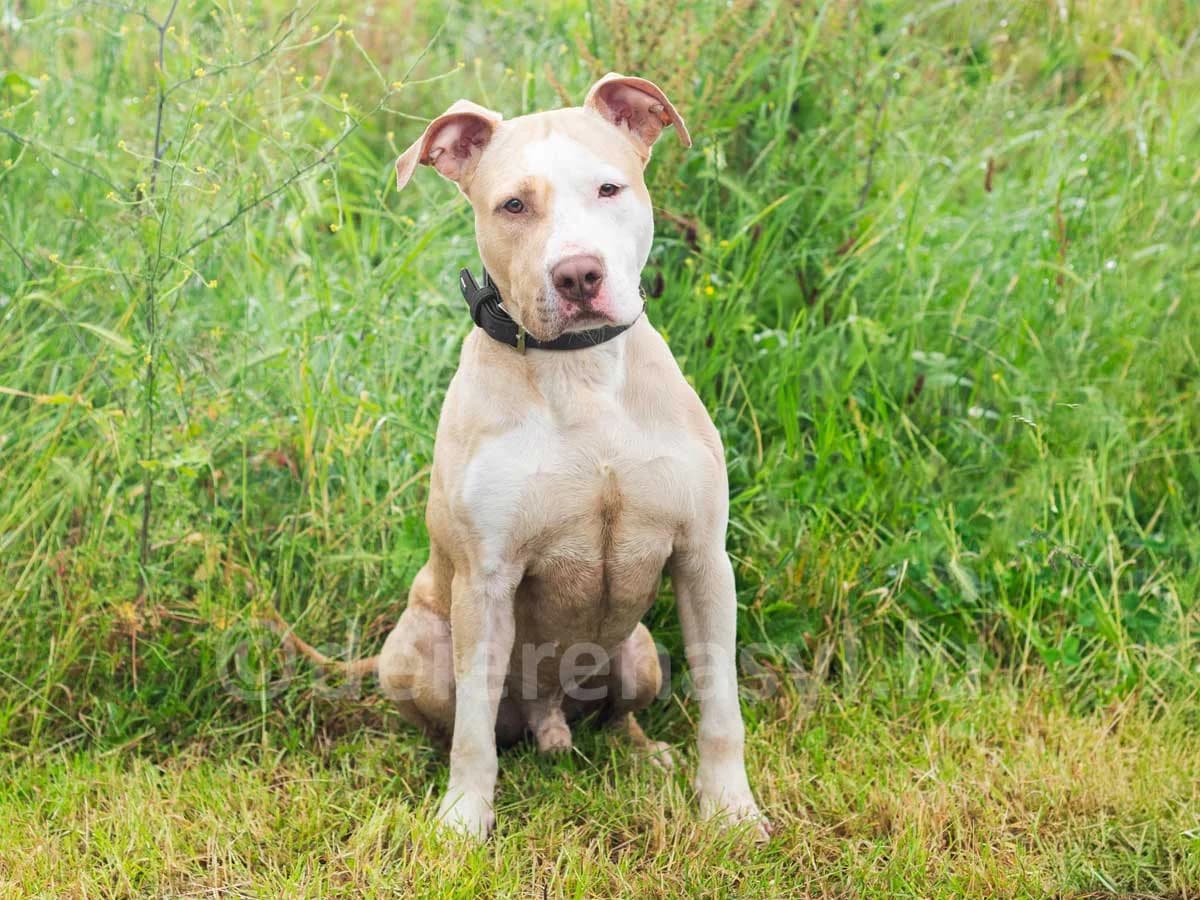 GROOT, male 5yo American Staffordshire Terrier for adoption at Déierenasyl Luxembourg, Gasperich, Luxembourg City
