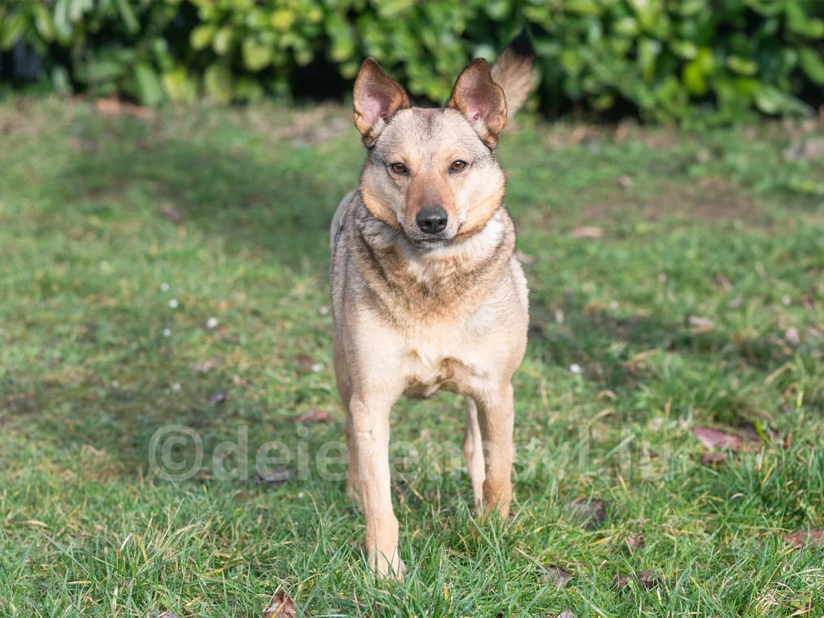 HELIO, male 4yo mixed breed for adoption at Déierenasyl Luxembourg, Gasperich, Luxembourg City
