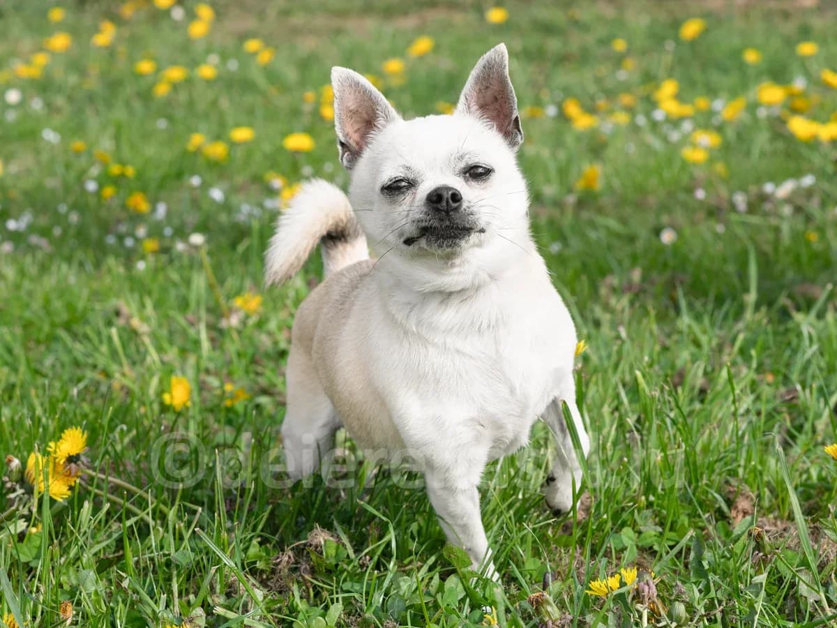 HERNIA, female senior Chihuahua for adoption at Déierenasyl Luxembourg, Gasperich, Luxembourg City