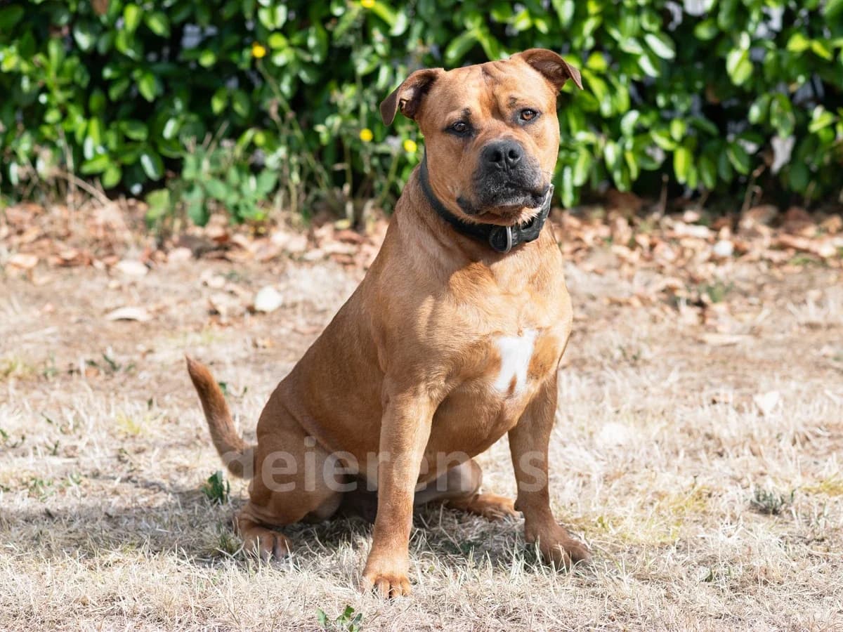 JARO, male young American Staffordshire Terrier for adoption at Déierenasyl Luxembourg, Gasperich, Luxembourg City
