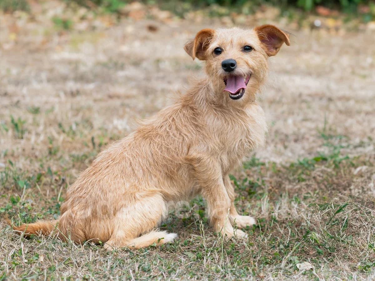 JEANI, female 6yo mixed breed for adoption at Déierenasyl Luxembourg, Gasperich, Luxembourg City
