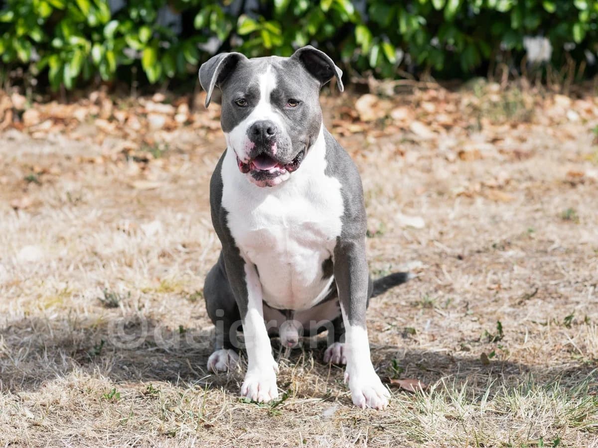 KALASH, male 4yo American Staffordshire Terrier for adoption at Déierenasyl Luxembourg, Gasperich, Luxembourg City