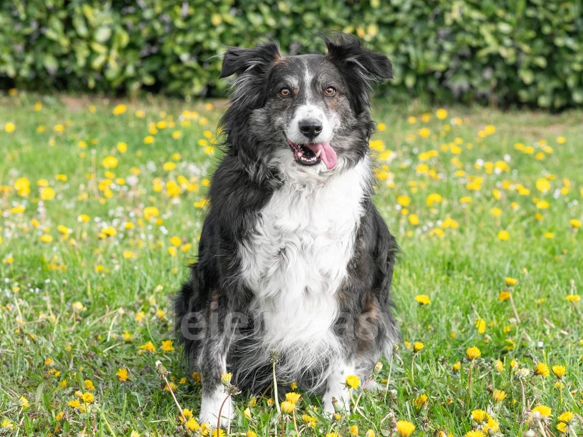 KENZO, male 7yo Border Collie for adoption at Déierenasyl Luxembourg, Gasperich, Luxembourg City