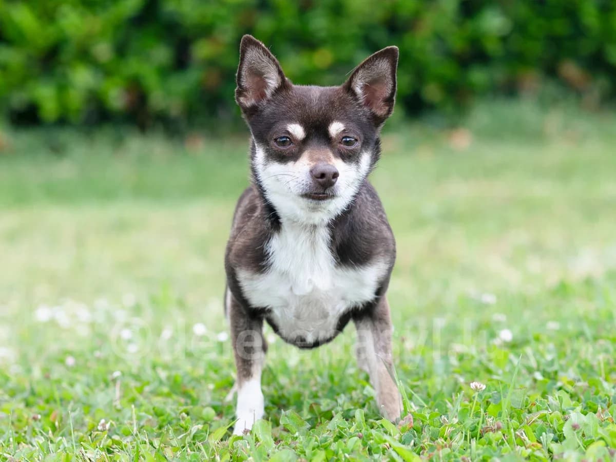 KEYLIS, female 4yo Chihuahua for adoption at Déierenasyl Luxembourg, Gasperich, Luxembourg City
