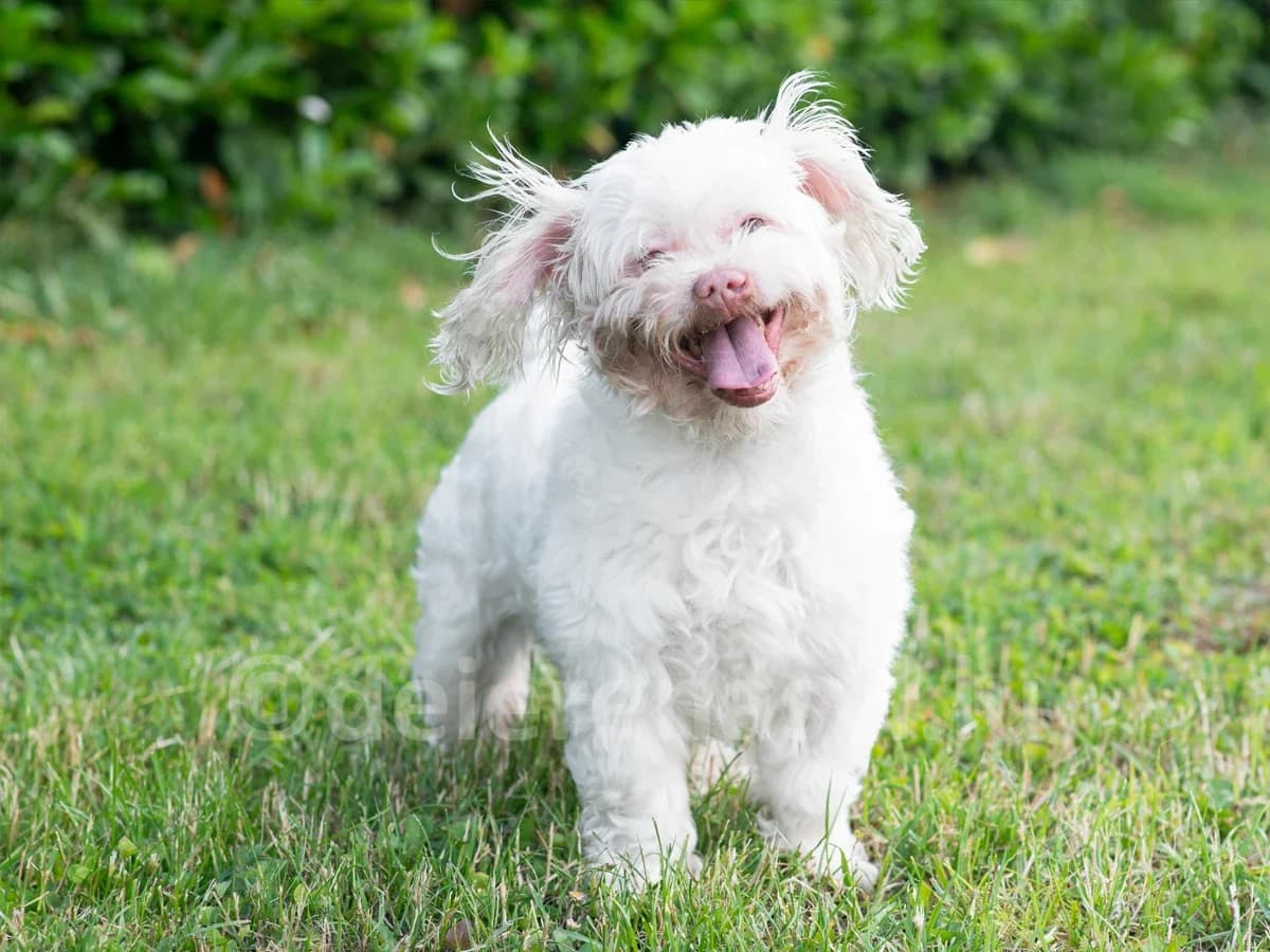 KIRI, male 7yo Bichon Frisé for adoption at Déierenasyl Luxembourg, Gasperich, Luxembourg City