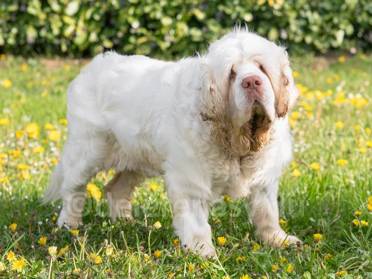 KNOOT, male senior mixed breed for adoption at Déierenasyl Luxembourg, Gasperich, Luxembourg City