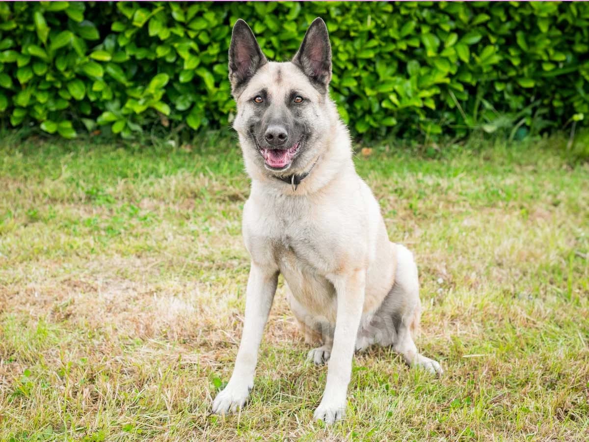 Lear, male senior mixed breed for adoption at Déierenasyl Luxembourg, Gasperich, Luxembourg City