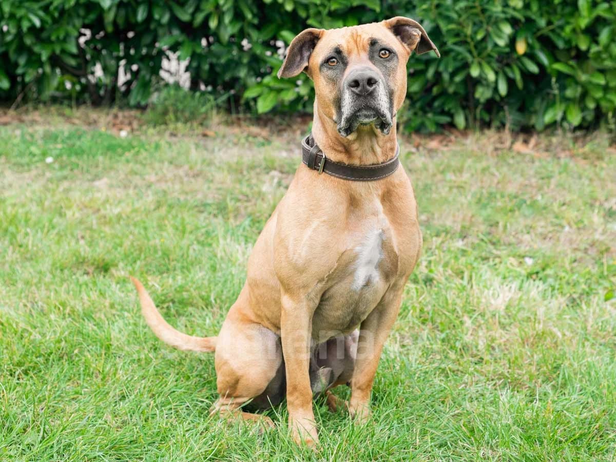 Lepanto, male senior American Staffordshire Terrier for adoption at Déierenasyl Luxembourg, Gasperich, Luxembourg City