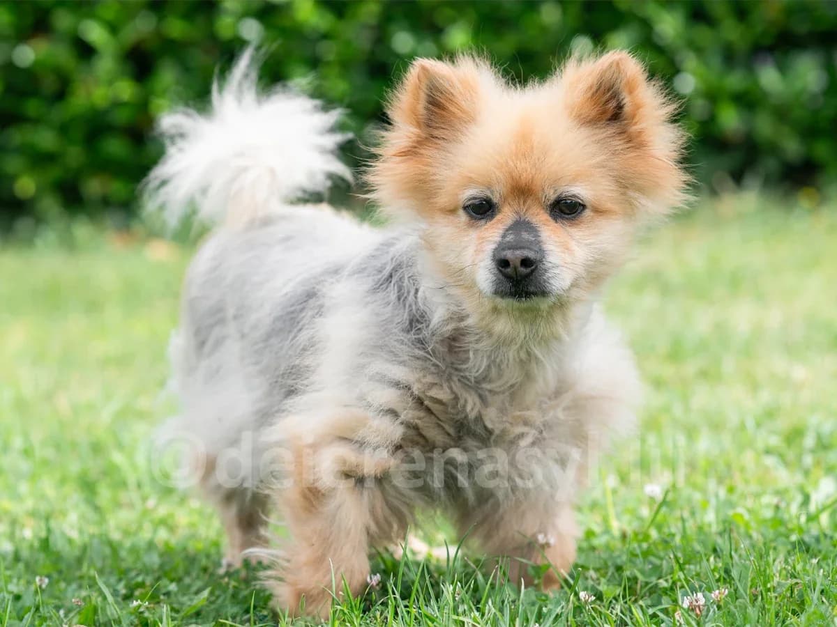 LINDO, male senior mixed breed for adoption at Déierenasyl Luxembourg, Gasperich, Luxembourg City