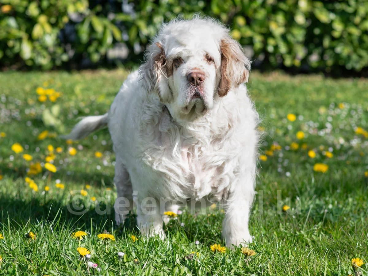 LISSA, female 7yo mixed breed for adoption at Déierenasyl Luxembourg, Gasperich, Luxembourg City