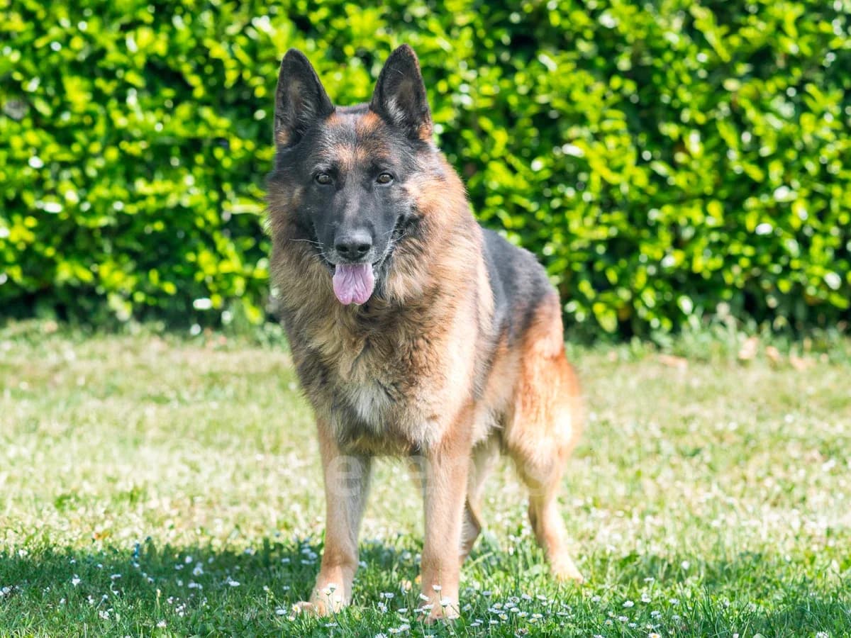 LONDON, male senior German Shepherd for adoption at Déierenasyl Luxembourg, Gasperich, Luxembourg City