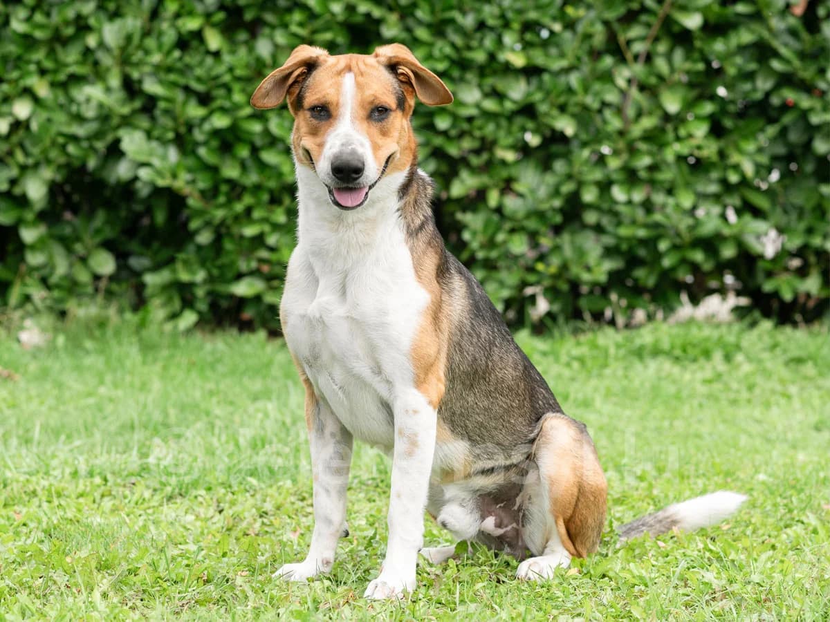 Loukoum, male 4yo mixed breed for adoption at Déierenasyl Luxembourg, Gasperich, Luxembourg City