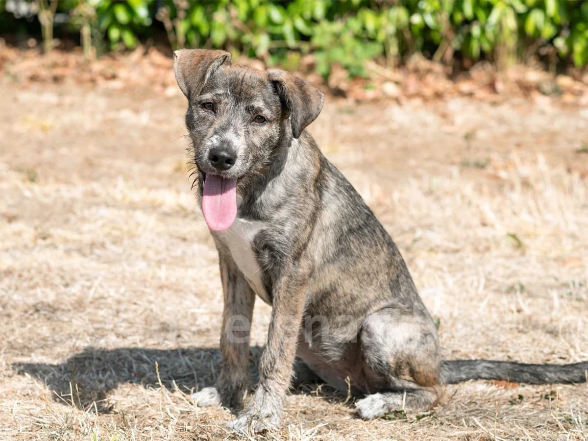 LUZIE, female puppy mixed breed for adoption at Déierenasyl Luxembourg, Gasperich, Luxembourg City