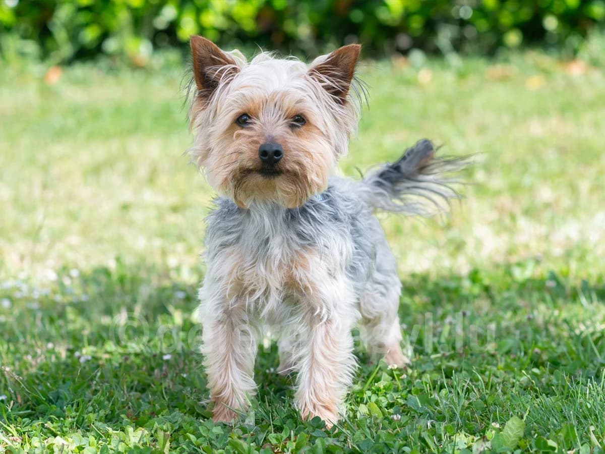 LYLO, male 4yo Yorkshire Terrier for adoption at Déierenasyl Luxembourg, Gasperich, Luxembourg City