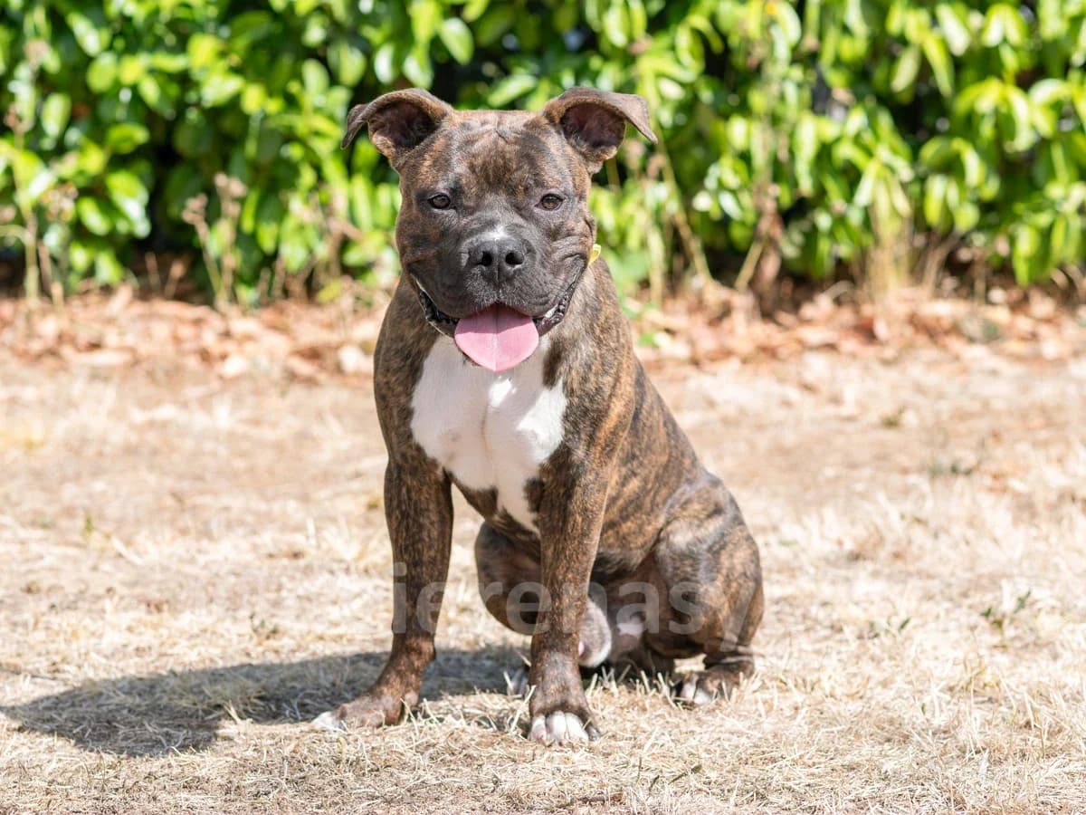 Mao, male young American Staffordshire Terrier for adoption at Déierenasyl Luxembourg, Gasperich, Luxembourg City