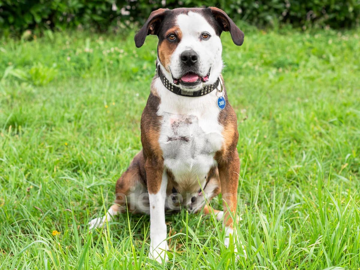 Mara, female senior American Staffordshire Terrier for adoption at Déierenasyl Luxembourg, Gasperich, Luxembourg City