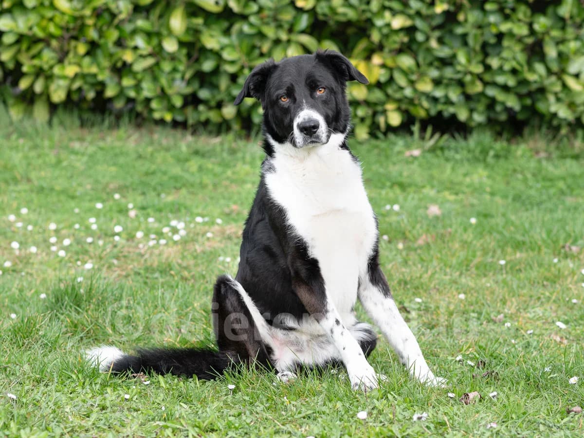 MAX, male 4yo Border Collie for adoption at Déierenasyl Luxembourg, Gasperich, Luxembourg City