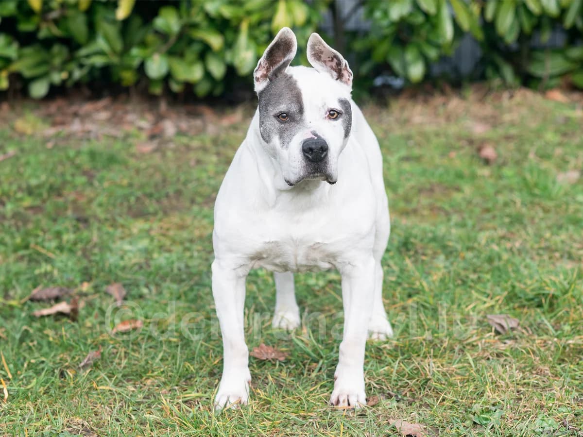 Merveille, female senior American Staffordshire Terrier for adoption at Déierenasyl Luxembourg, Gasperich, Luxembourg City