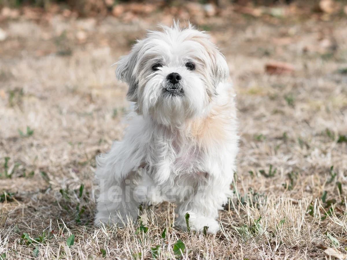 MOCA, male senior mixed breed for adoption at Déierenasyl Luxembourg, Gasperich, Luxembourg City