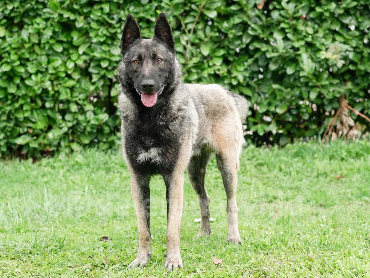 Naruto, male 6yo Belgian Malinois for adoption at Déierenasyl Luxembourg, Gasperich, Luxembourg City