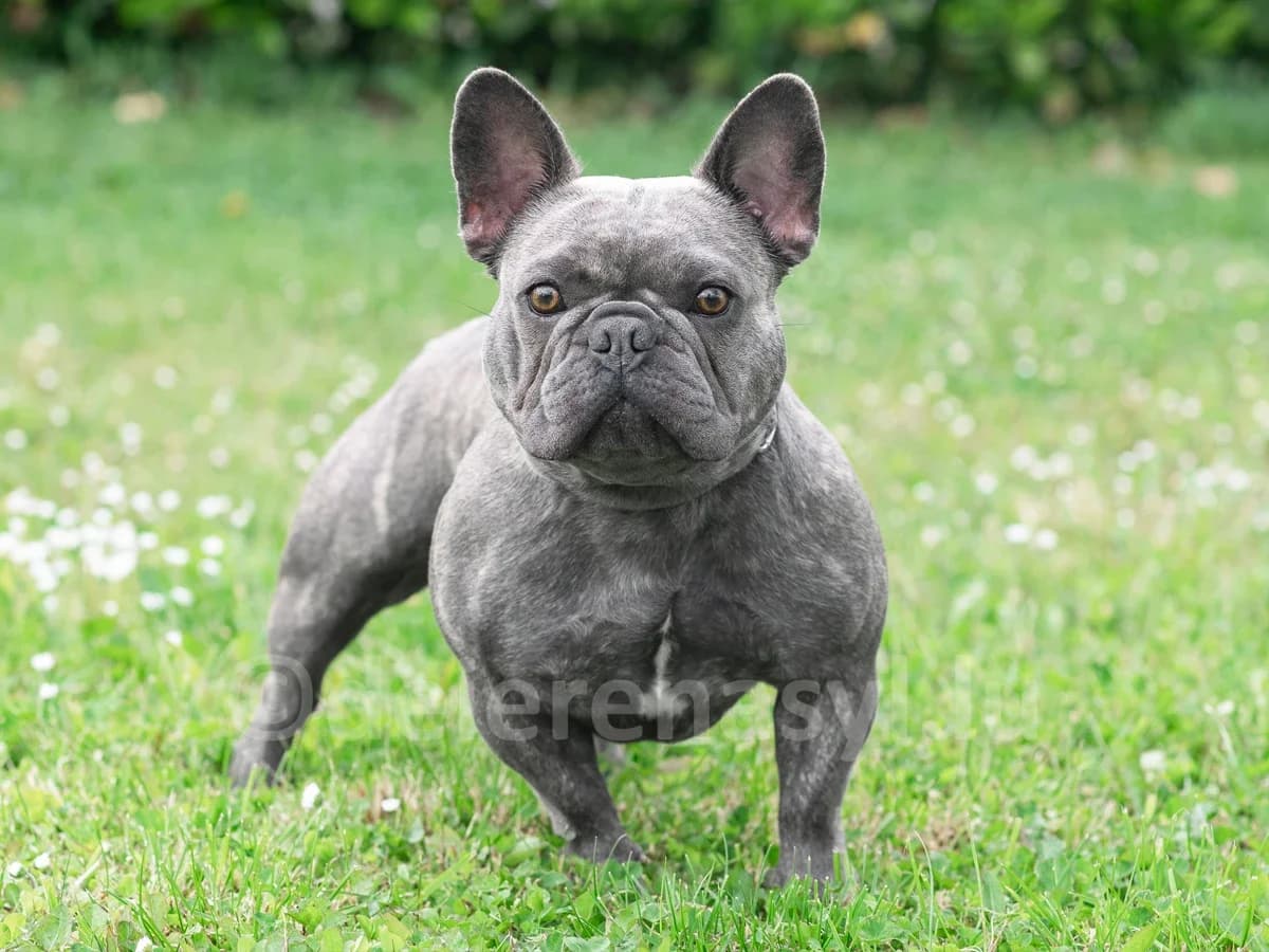NELLA, female young French Bulldog for adoption at Déierenasyl Luxembourg, Gasperich, Luxembourg City