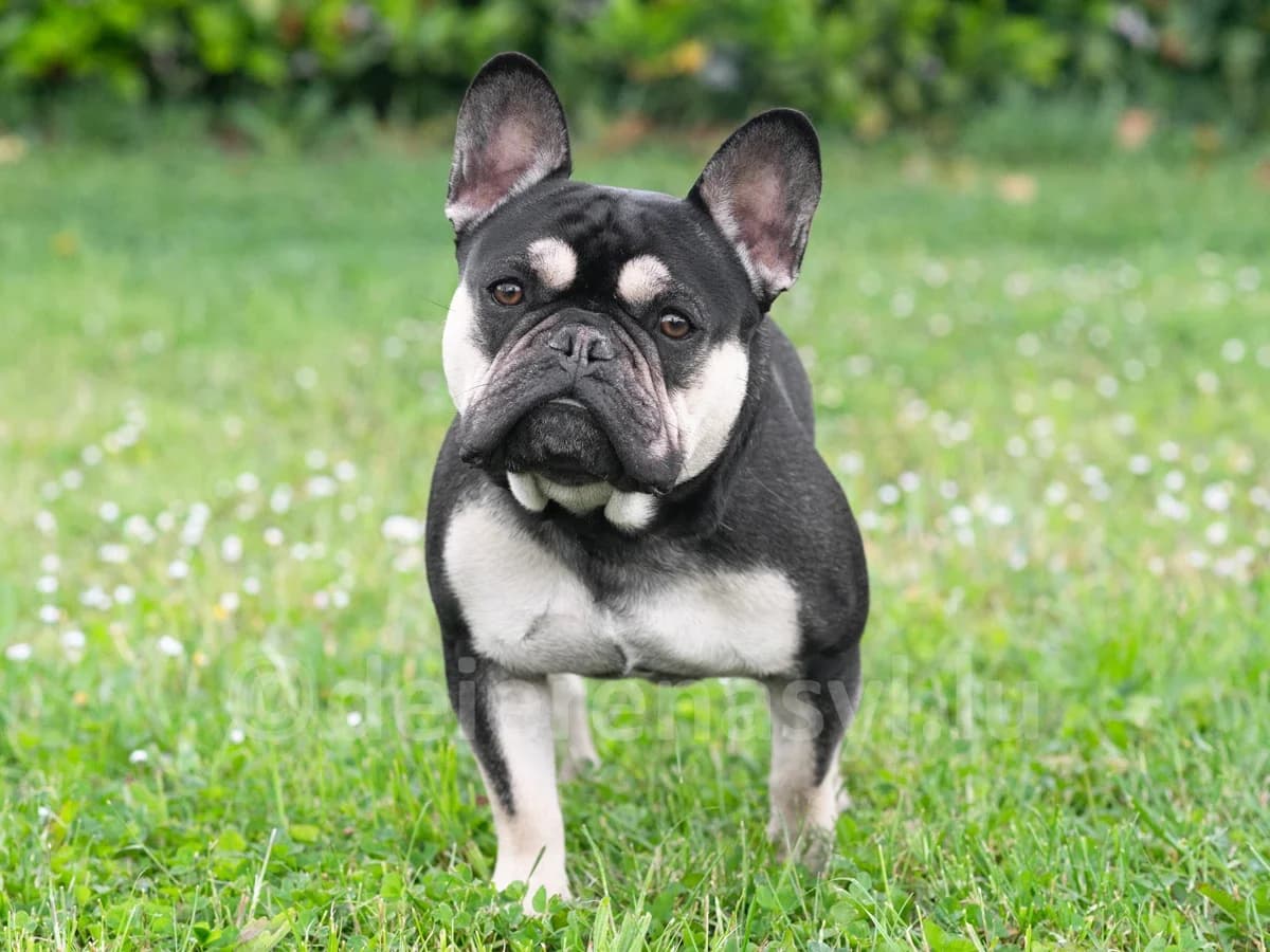 NEO, male young French Bulldog for adoption at Déierenasyl Luxembourg, Gasperich, Luxembourg City
