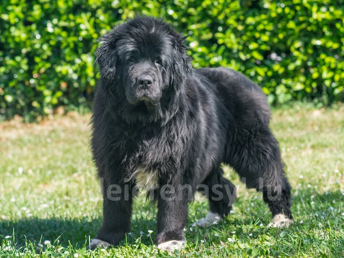 NEPTUNE, female 4yo mixed breed for adoption at Déierenasyl Luxembourg, Gasperich, Luxembourg City