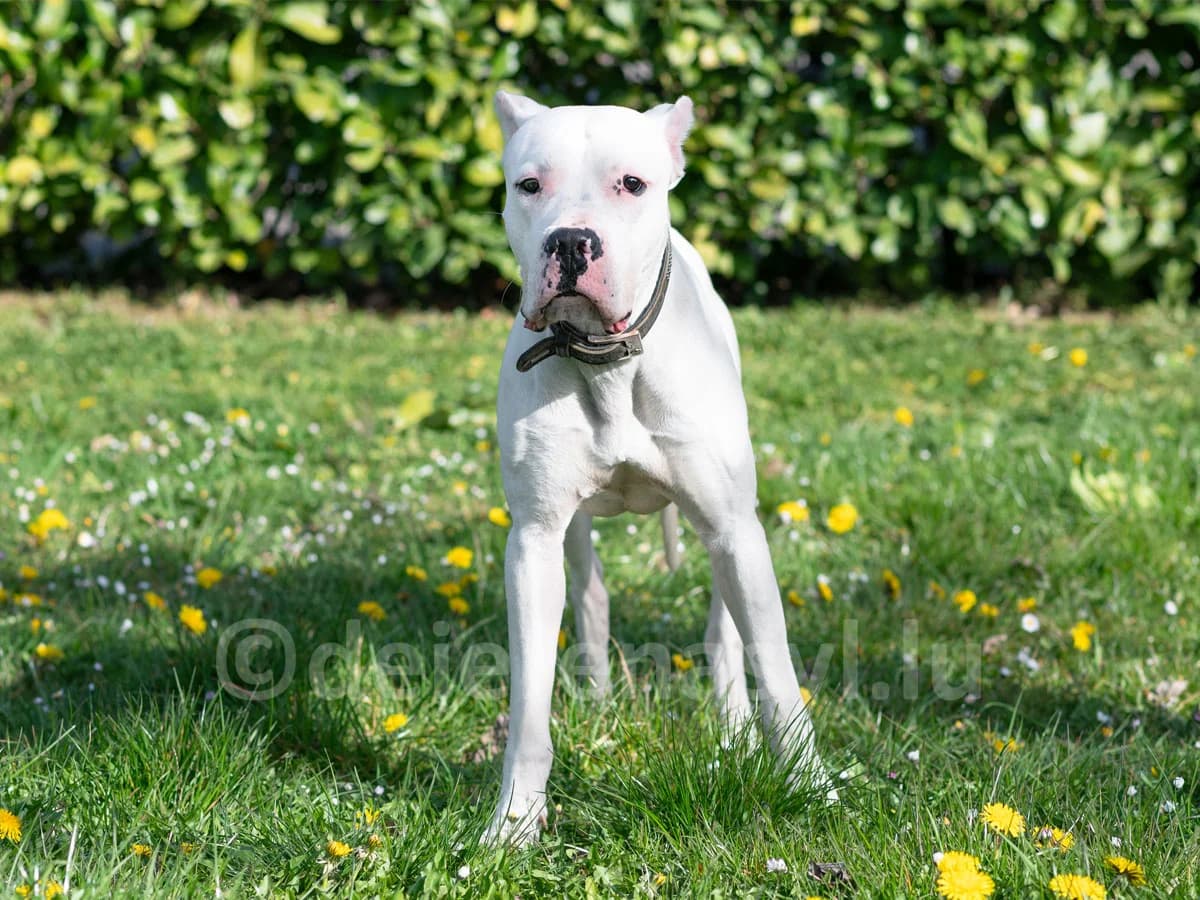 NEWTON, male young mixed breed for adoption at Déierenasyl Luxembourg, Gasperich, Luxembourg City