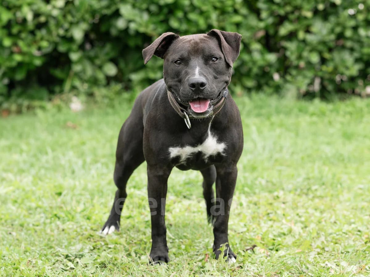 PANCHO, male 3yo American Staffordshire Terrier for adoption at Déierenasyl Luxembourg, Gasperich, Luxembourg City
