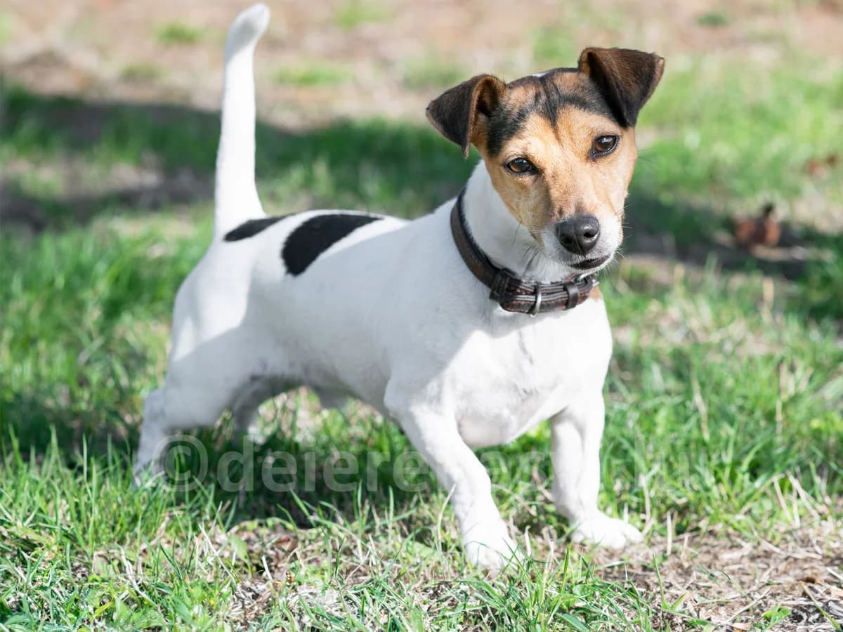 Piro, male young Jack Russell Terrier for adoption at Déierenasyl Luxembourg, Gasperich, Luxembourg City