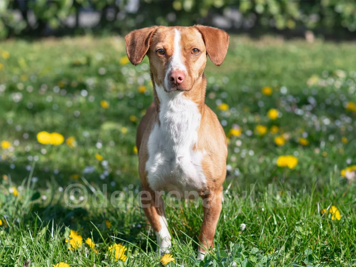 PRALINE, female 5yo mixed breed for adoption at Déierenasyl Luxembourg, Gasperich, Luxembourg City