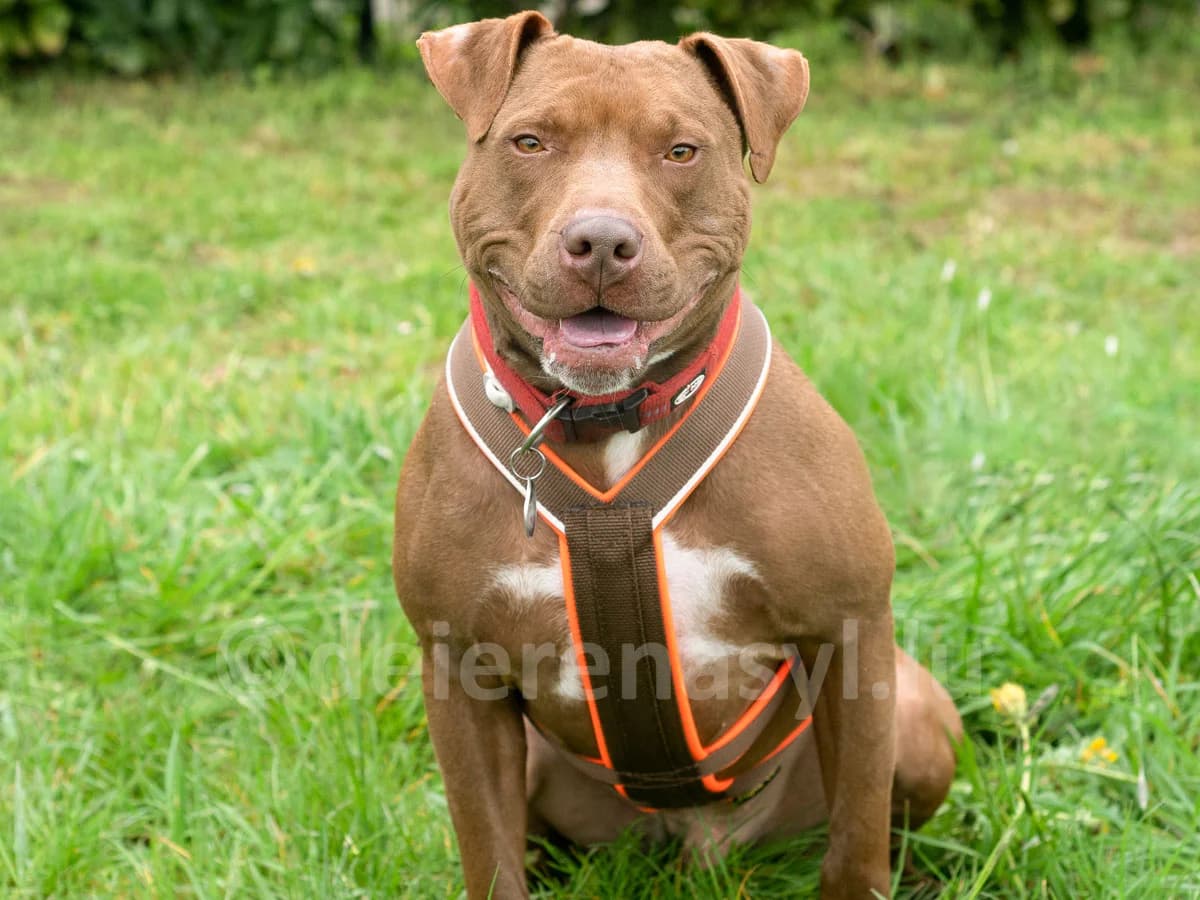 Richmond, male 6yo American Staffordshire Terrier for adoption at Déierenasyl Luxembourg, Gasperich, Luxembourg City