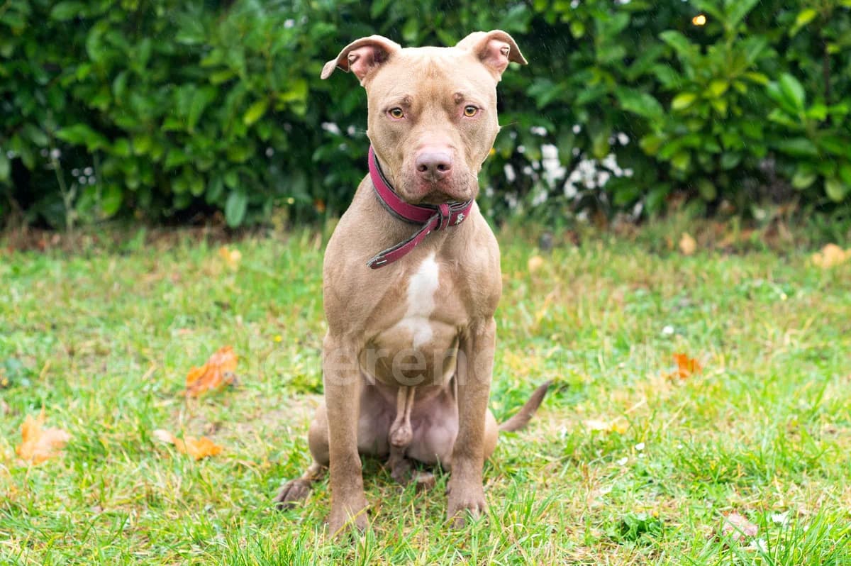 Seven, male 6yo American Staffordshire Terrier for adoption at Déierenasyl Luxembourg, Gasperich, Luxembourg City