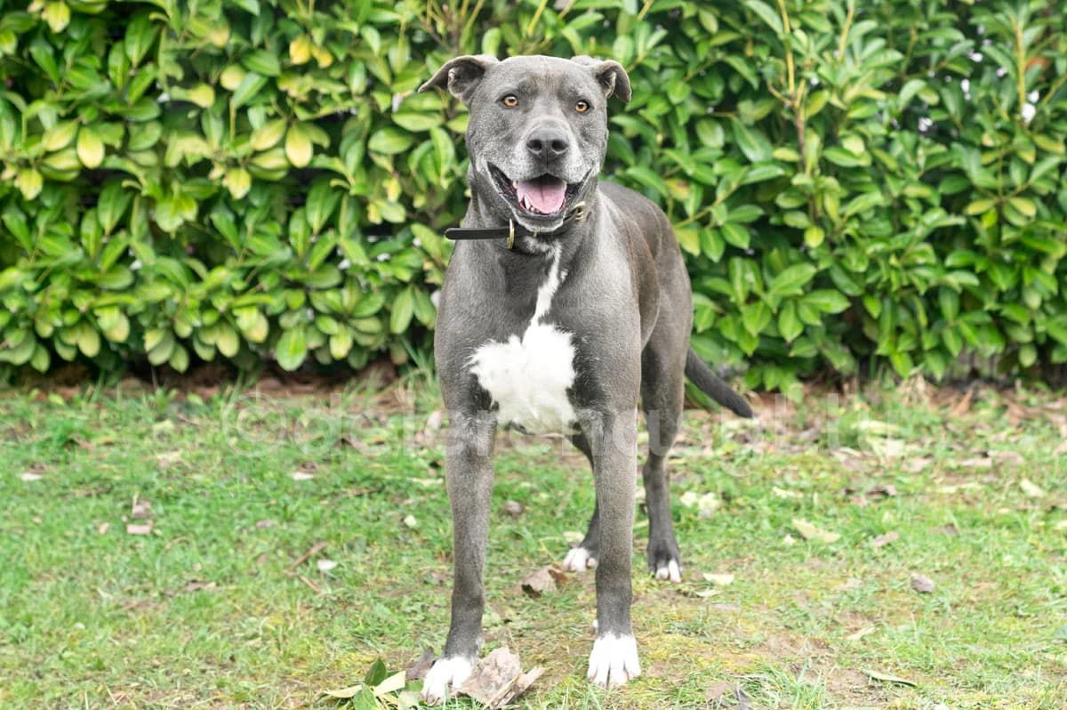 Silver, male senior American Staffordshire Terrier for adoption at Déierenasyl Luxembourg, Gasperich, Luxembourg City