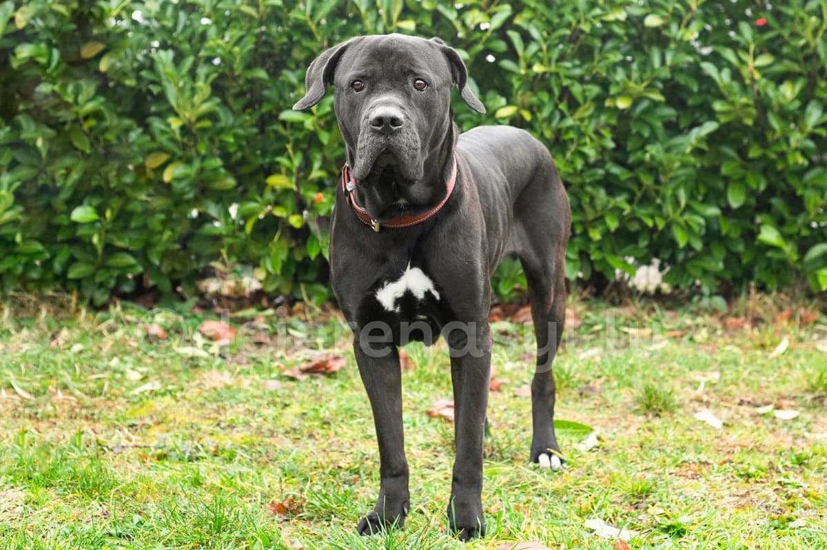 Sky, male senior Cane Corso for adoption at Déierenasyl Luxembourg, Gasperich, Luxembourg City