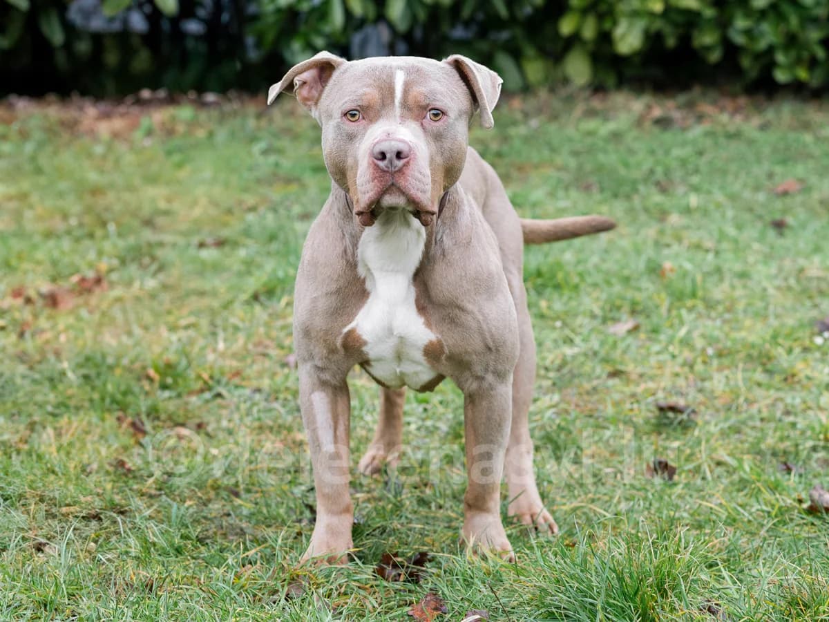 SOCRATE, male 5yo American Staffordshire Terrier for adoption at Déierenasyl Luxembourg, Gasperich, Luxembourg City