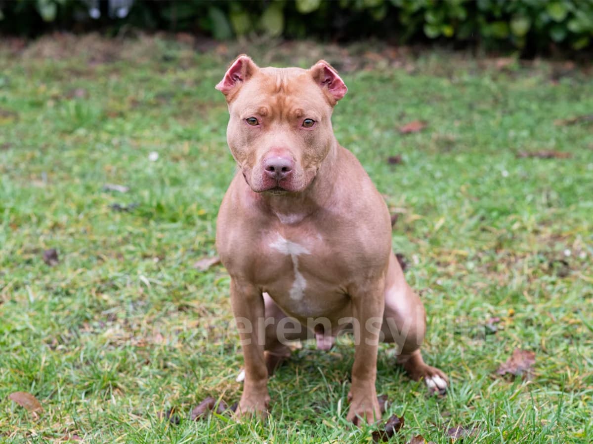 TANGO, male 4yo American Staffordshire Terrier for adoption at Déierenasyl Luxembourg, Gasperich, Luxembourg City