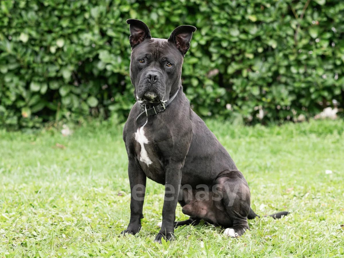 TITANO, male 5yo American Staffordshire Terrier for adoption at Déierenasyl Luxembourg, Gasperich, Luxembourg City