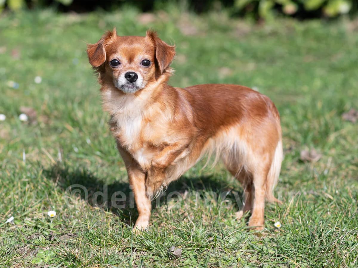 VIOLA, female 7yo mixed breed for adoption at Déierenasyl Luxembourg, Gasperich, Luxembourg City